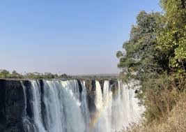 Image result for Stolzia compacta