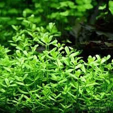 Image result for foto bacopa