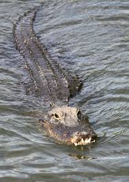 Learn how to draw a realistic crocodile. Crocodilians