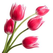Symbolic Meanings Of Flowers That You Ve Been Wanting To Know Tulips Flowers Flower Meanings Red Tulips