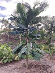 Image result for Anthocleista