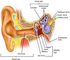 Medical Home Portal Hearing Loss And Deafness