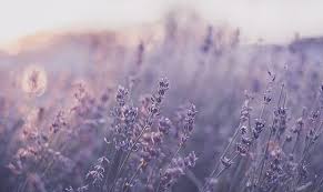 35 Beautiful Mobile Wallpapers About Plants Beautiful Mobile Wallpapers Flower Aesthetic Purple Aesthetic Lavender Aesthetic
