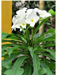 Bridal Bouquet Plumeria Pudica White This Plumeria Spp Is Very Unique And Unlike Any Other Plumeria Bloo With Images Plumeria Pudica Pool Plants Florida Plants