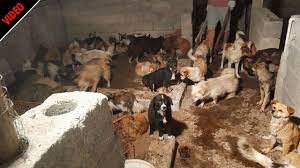 Woman slaughter animals (page 1). Chinese Woman Killing A Goat Inside Gadhimai The World S Biggest Ritual Slaughter Cnn A Woman Slaughtering An Animal Ø¹ÙˆØ±Øª Ø¬Ø§Ù†ÙˆØ± Ø°Ø¨Ø­ Ú©Ø±ØªÛ' ÛÙˆØ¦Û' Decoracion De Unas