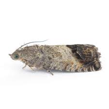 Image result for Cydia splendana