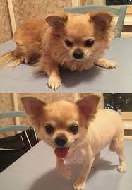 10 Best Long Haired Chihuahua Haircuts The Paws Dog Haircuts Chihuahua Long Haired Chihuahua Puppies