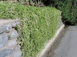 Image result for Delosperma tradescantioides