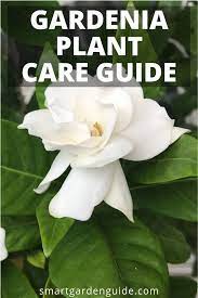 Gardenia Plant Indoor Care Guide 11 Awesome Gardenia Plant Care Tips To Ensure Gardenia Plant Plant Care Plants
