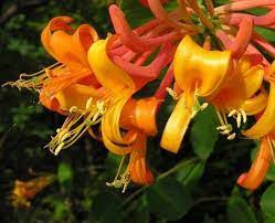 Honeysuckle Great Gardens Ideas Plants Climbing Plants Amazing Flowers