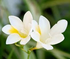 Unique Diamond White Flower Guide Flower Names Flowers Name List Different Types Of Flowers