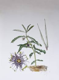 Image result for Ceropegia incana