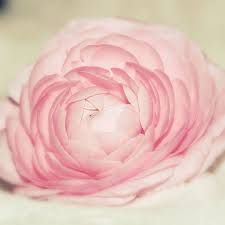 Thanks To All For The Birthday Wishes It S Today Delicate Beautiful Flowers Birthday Wishes