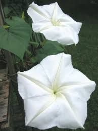 Dangling stalks of fragrant white flowers appear in early spring. 18 Valuable Vines Garden Vines Moon Garden Moon Flower