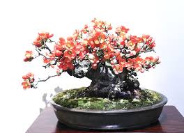 It S Kokufu Time Bonsai Bark Bonsai Baum Bonsai Flora