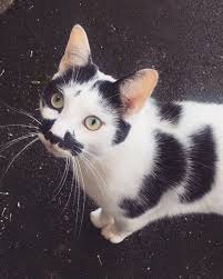 Black And White Tabby Cat Kitten Cat Cute Kitten Kitty Baby Tabby Angel Black And White Animal Animals Cute Cats And Kittens Gorgeous Cats Beautiful Cats