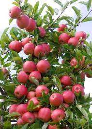 Fruit seeds & plants you don't need a field or orchard to grow fresh fruit. Fruit Plants And Seeds Fruir Trees Fruit Bushes And Nut Trees Allotment Shop