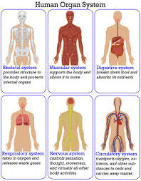 Human Organs And Organ Systems Advanced Ck 12 Foundation
