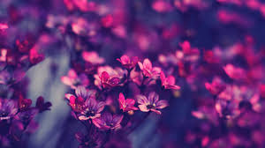 Photography Aesthetic Flower Wallpaper Tumblr Estos wallpapers hd gratis podras usarlos ya sea en un dispositivo android o ios. photography aesthetic flower wallpaper