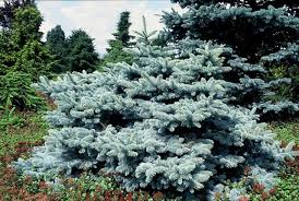 Spruce Plantguide Forest Garden Centre Matlock