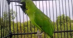 Ciri ciri cucak ijo sangat mudah … burung tuwu, asian koel (eudynamys scolopaceus). Jenis Cucak Ijo Paling Bagus Gacornya Burung Mania