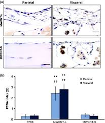 (i) schematic of the bioreactor culture system used in (g) and (h). Cell Proliferation Of The Parietal And Visceral Mesothelium A Download Scientific Diagram