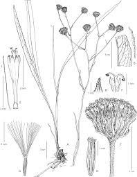 Image result for Senecio greenwayi