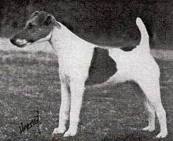 Image result for foxteriér hladkosrstý