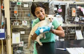 Give your dog or cat the best care on oahu at the pet clinic. Veterinary Emergency Referral Center Of Hawaii 111 Photos 241 Reviews Veterinarians 1347 Kapiolani Blvd Honolulu Hi Phone Number