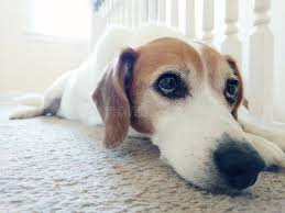 Jackabee Stock Photos