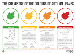 fall of leaf diagram wiring diagrams