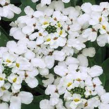 Candytuft Hyacinth Flowered Hardy Annual Seeds Thompson Morgan Flowers Flower Seeds Plants