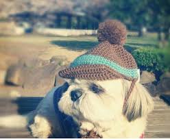 pom hat shih tzu 犬