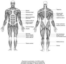 What causes the contraction and shorten… ach released at the motor end plate. Human Body Muscles Diagram Without Labels Human Body Anatomy