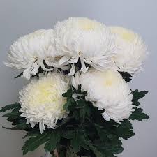 Photo about chrysanthemum white flower. Chrysanthemum Or Mum Taiwan In White Order Online