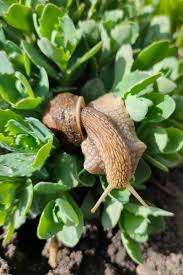 Check spelling or type a new query. How To Protect Your Garden From Slugs And Snails Gardener S Path