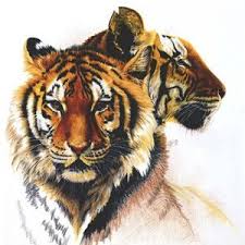 Tiger Panthera Tigris Classification