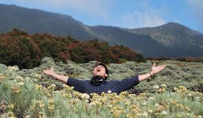 Pada zaman peradaban kuno, bunga ini biasa dijadikan sebagai bahan baku obat herbal alami untuk berbagai macam penyakit seperti disentri, tbc. Meski Namanya Bule Bunga Edelweiss Ternyata Spesial Banget Lho Buat Indonesia Cek Deh Faktanya