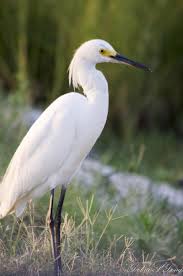 Birds Of Southeast Texas Birds Of Southeast Texas In The Gulf Coast Area By Debra Long Via Behance Beautiful Birds Bird Photo Bird Photography