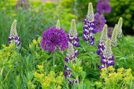 An Eye Catching Border Idea With Alliums Lupines And Euphorbia Plant Combinations Euphorbia Flowers Perennials