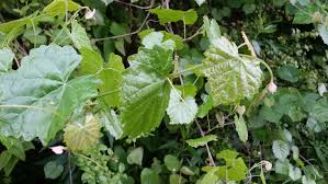Image result for Vitis sp.