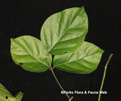 Image result for Canavalia cathartica