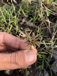 Image result for Pycreus flavidus