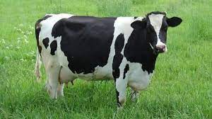 Ini adalah jenis hewan pemakan daging. 100 Contoh Hewan Herbivora Karnivora Dan Omnivora
