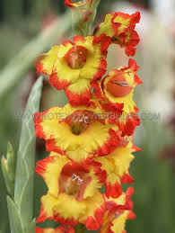 Image result for Gladiolus magnificus