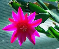Stop watering in the late fall when the cactus goes dormant and resume again in the early spring. Easter Cactus Rhipsalidopsis Gaertnerii Spring Cactus Sunrise Etsy Easter Cactus Christmas Plants Christmas Cactus Care