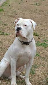 American Bulldog American Bulldog Yorkshire Terrier Puppies Pitbull Dog Puppy