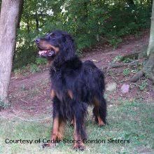 Gordon setter breeding females will only be bred two times in their life and never bred back to back (at least a year in between breedings). Puppyfind Gordon Setter Puppies For Sale