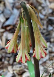 Image result for Cyrtanthus galpinii