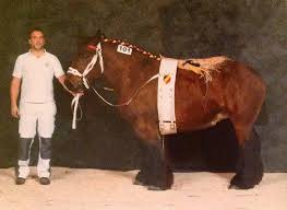 Concours national de débardage au cheval, samedi 23 sept 2017, démonstartion de débardage, dimanche 24 sept, à bourg en bresse (ain). Cheval De Trait Belge Branbancon Trekpaard Net
